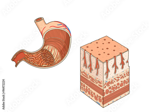 Structure of stomach medical educational vector