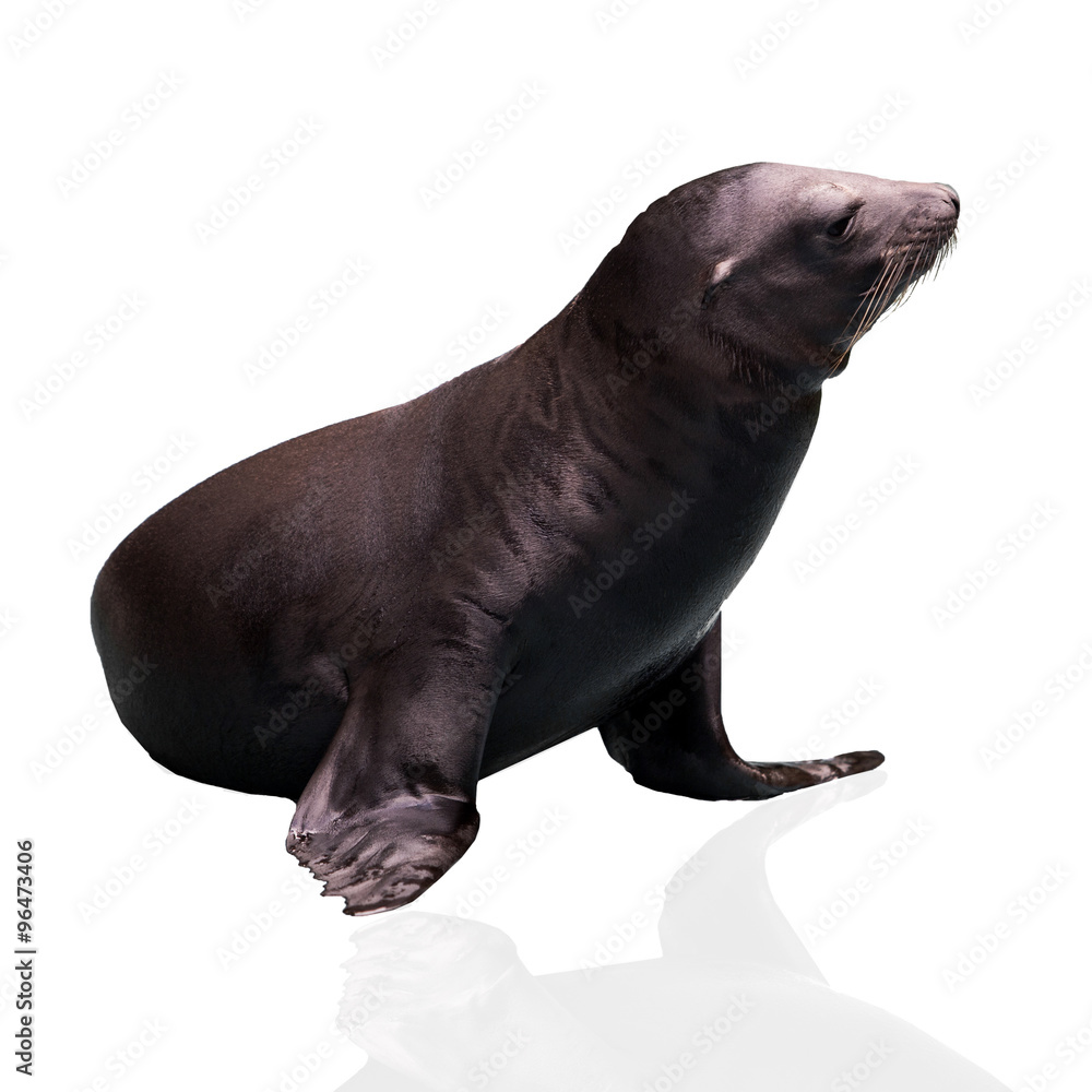 Obraz premium Sea Lion. Seal. Sea Lion isolated on white