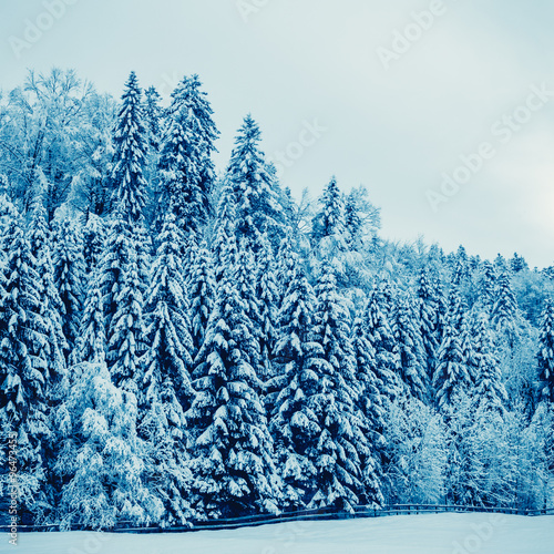 winter landscape. Trees Covered with Snow © EwaStudio