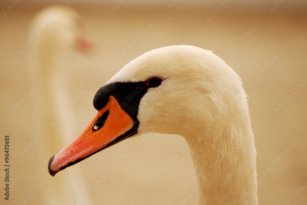 Fototapeta premium swan face