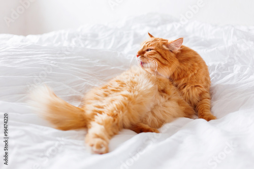 Ginger cat licking, lying on the bed. Cute cozy background, morning at home.