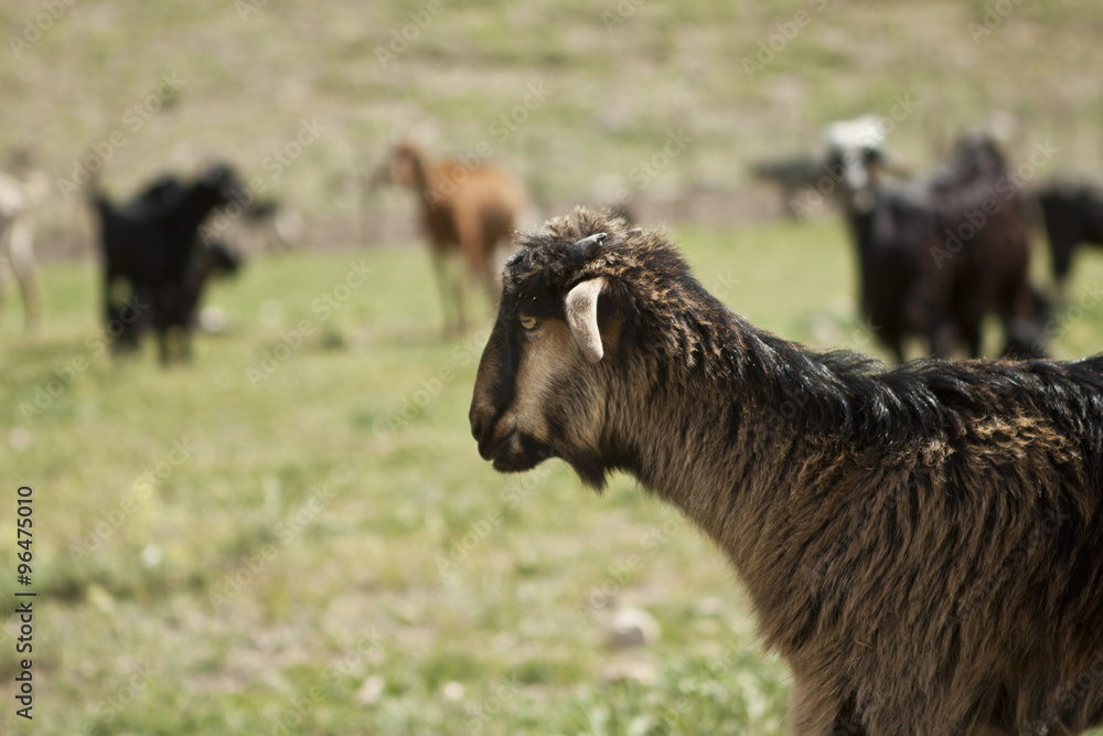 Fototapeta premium The goat in the meadow