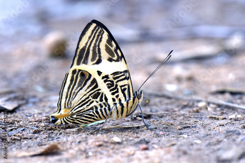 Brazilian butterfly Colobura dirce in the Atlantic  Rainforest photo