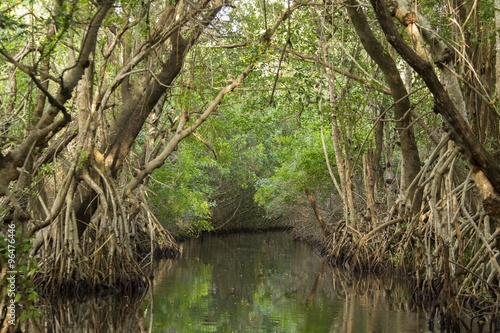 Narrow channel in Everglades mangrove forest