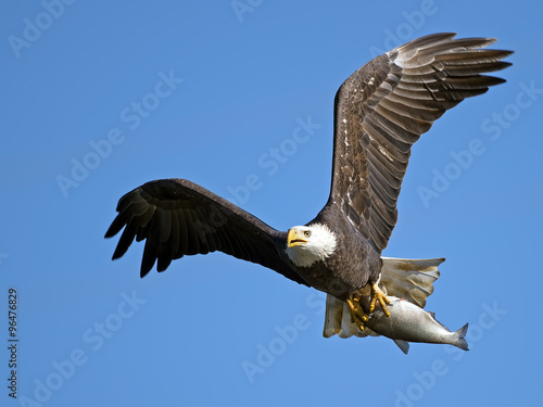American Bald Eagle with Large Fish