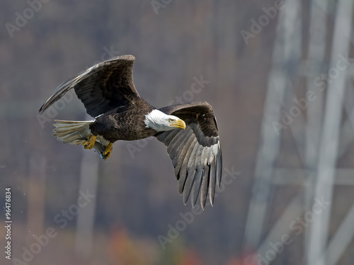 American Bald Eagle with Large Fish
