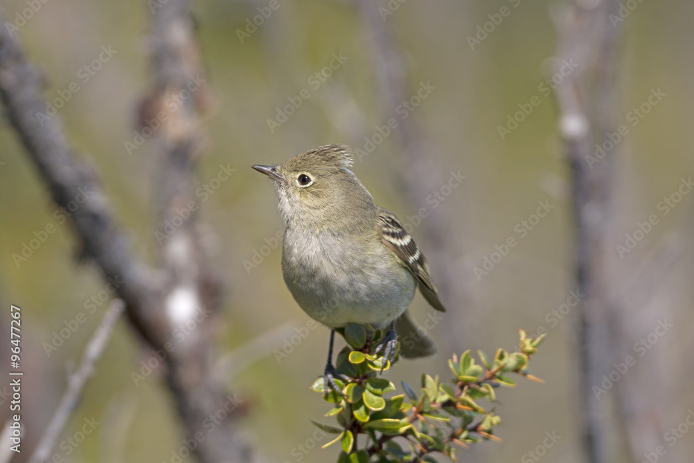White-crested Elaenia in the mountains