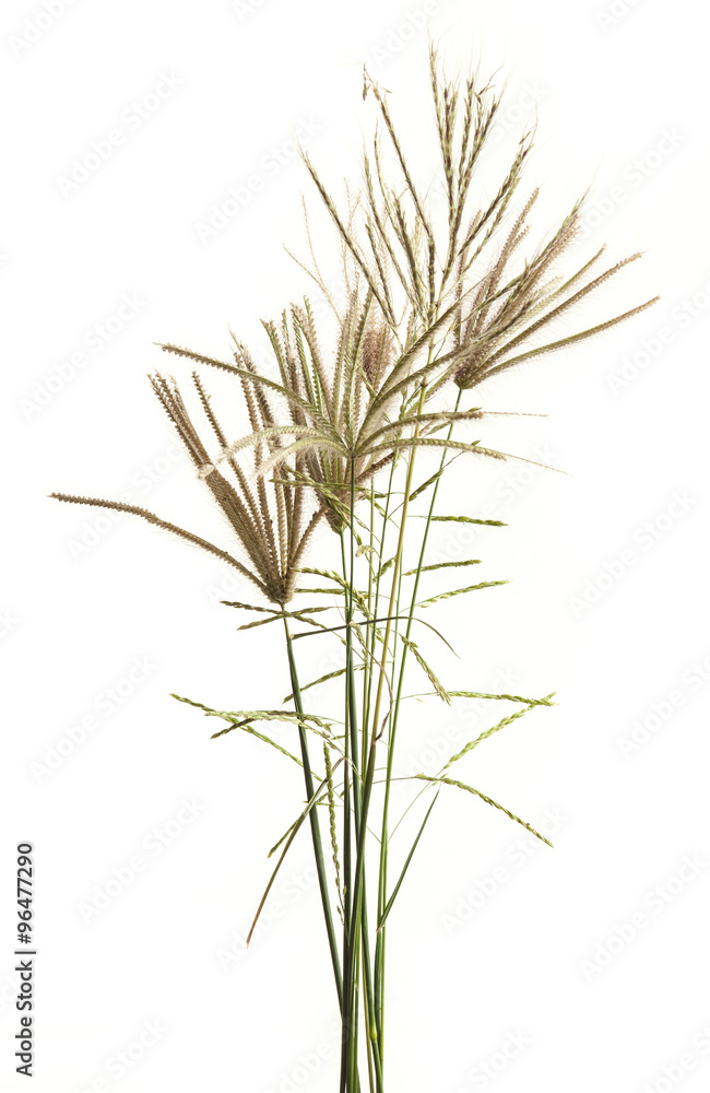 Fototapeta premium Fluffy colored spikelets Isolated on white background