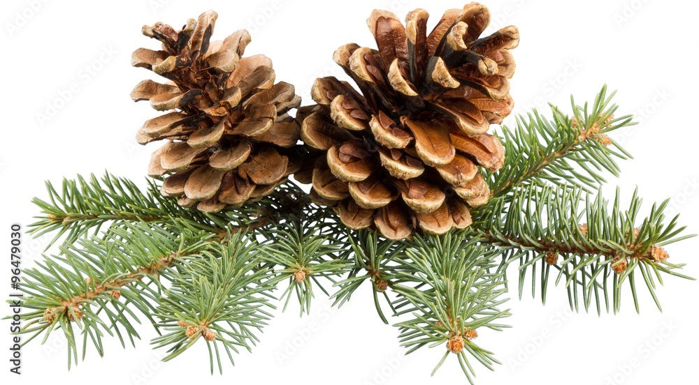 Pine Cone. Pine Cone.