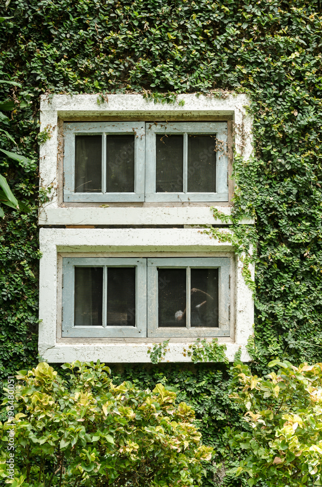 old white window with green ivy climbing fig