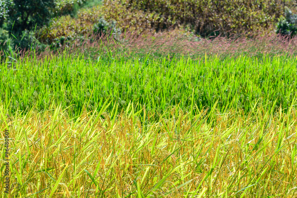 Close up of golden rice paddy in rice field with mountain backgr Close up of golden rice paddy in rice field with mountain backgr