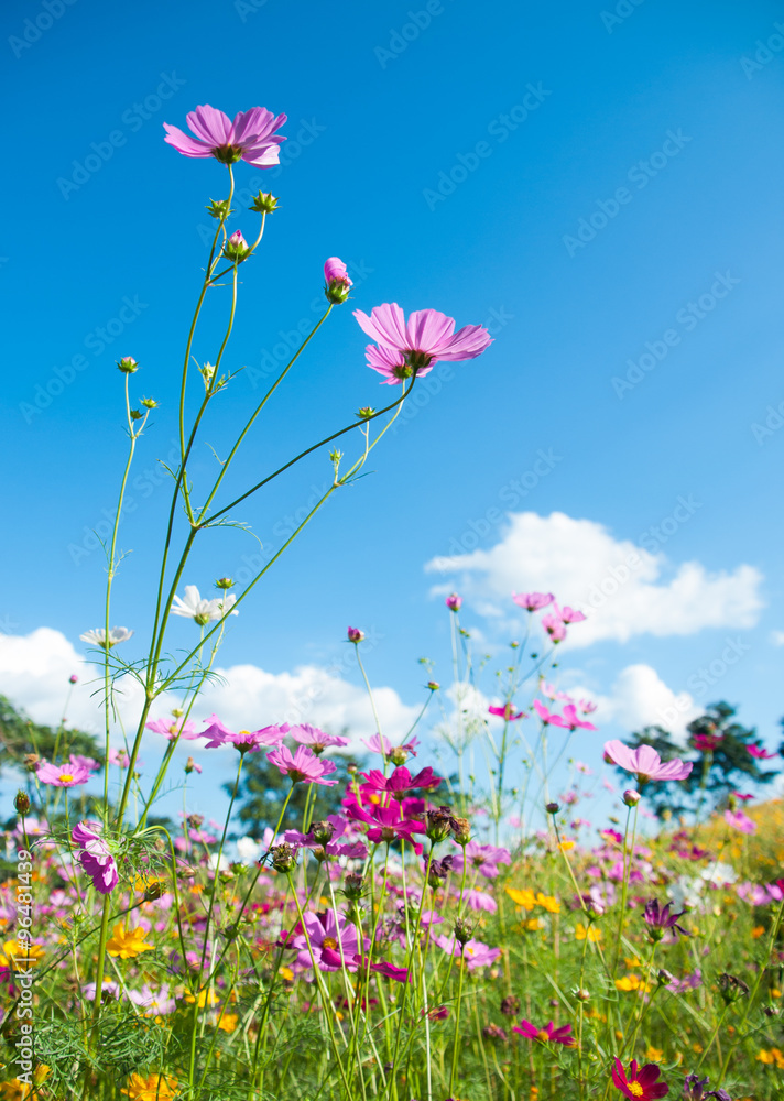 Beautiful cosmos in field with blue sky