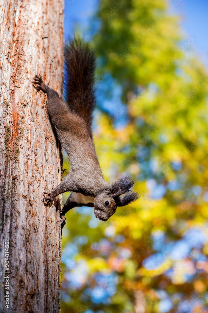 Squirrel Squirrel