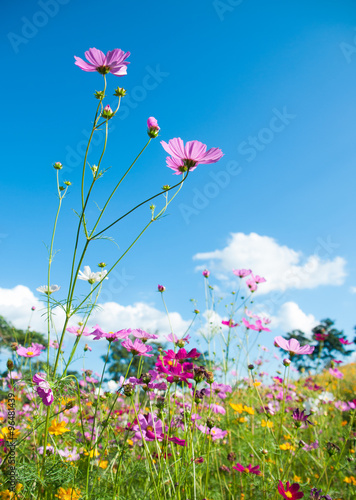 Beautiful cosmos in field with blue sky