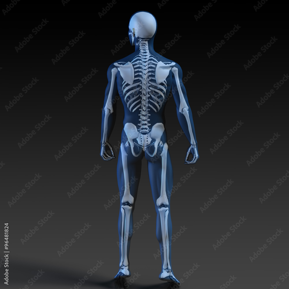 Transparent Human with Bone Structure