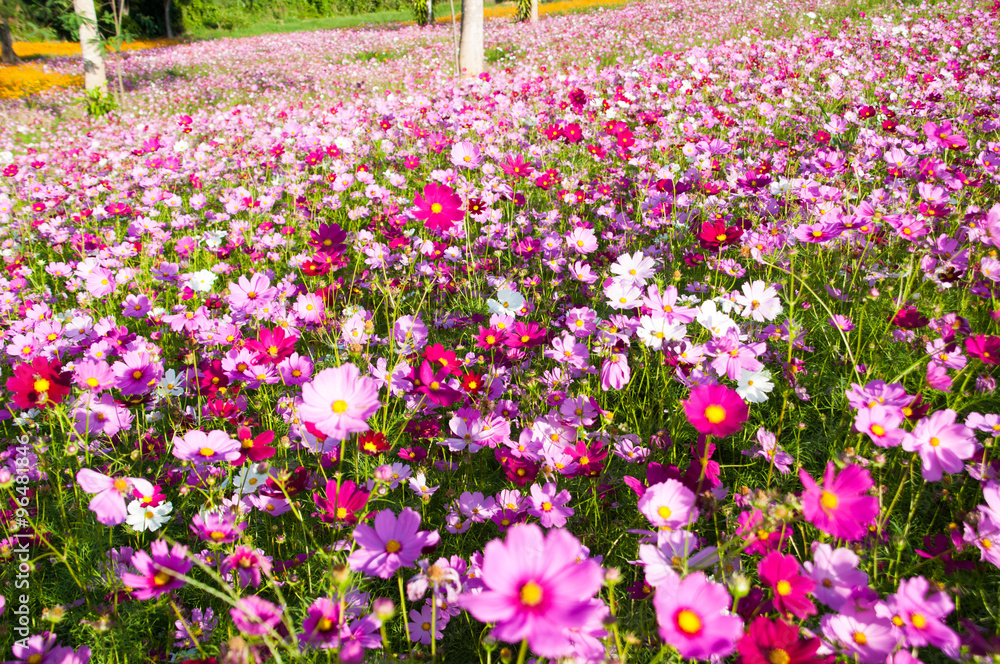 Fototapeta premium Colorful cosmos in cosmos field