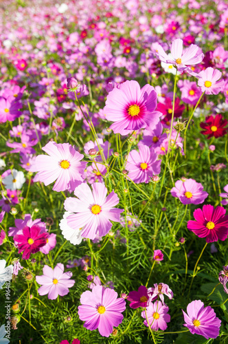 Colorful cosmos in cosmos field