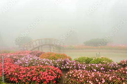 colorful flower in beautiful garden with rain fog