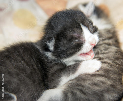 kitten lying on another kitten