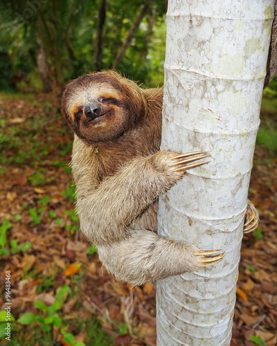 Funny three-toed sloth climbing tree trunk photo