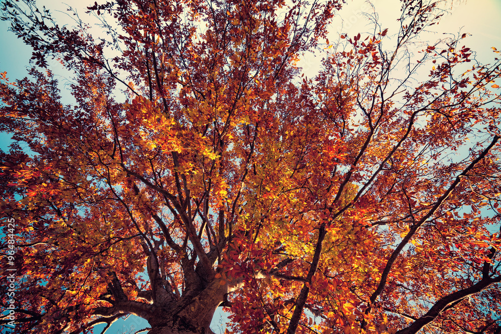 Vintage style photo of bright colors autumn tree