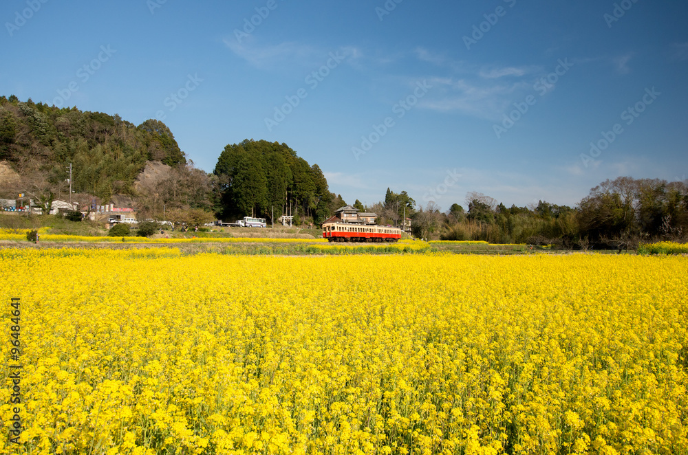 Kominato railway with canola flower,chiba(prefectures),tourism of japan
「小湊鉄道と菜の花畑」