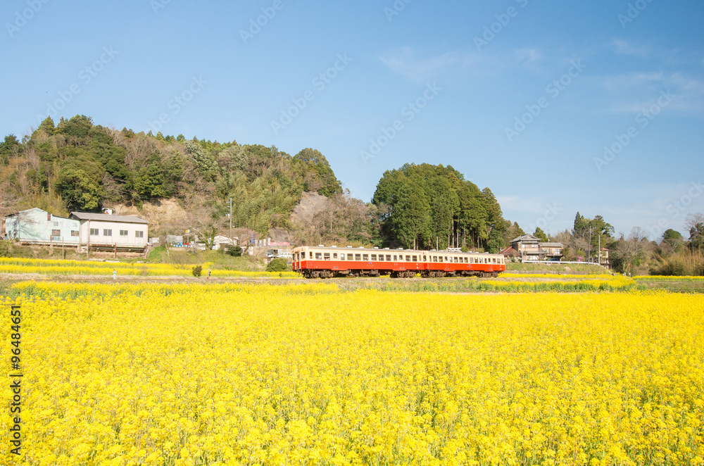 Kominato railway with canola flower,chiba(prefectures),tourism of japan
「小湊鉄道と菜の花畑」