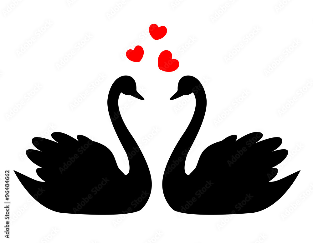 Naklejka premium Swan couple