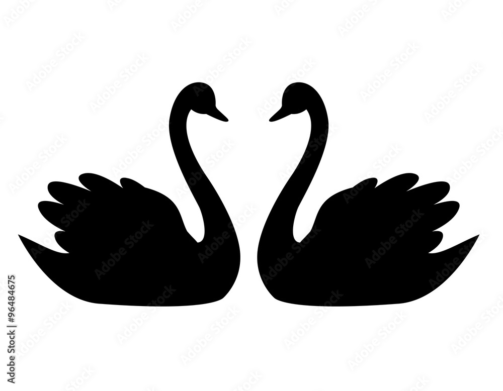 Fototapeta premium Swan couple