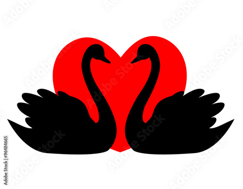 Swan couple in love