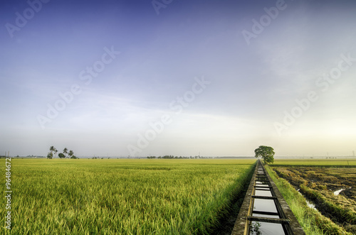 beautiful view yellow paddy fields in the morning. concrete water canal for paddy rice field irrigation and and single tree in the middle;