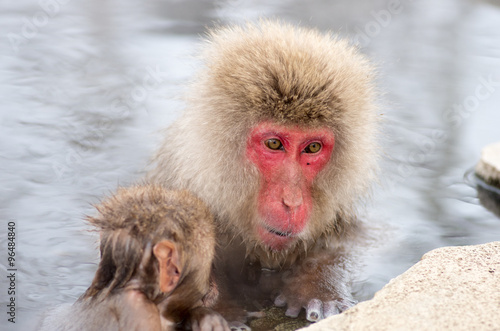 Snow monkey at Jigokudani springs,nagano(prefectures),tourism of japan  「湯田中・地獄谷野猿公園」 © yoko_ken_chan