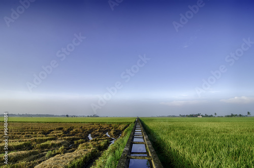 wide view, beautiful lanscape of green paddy field
