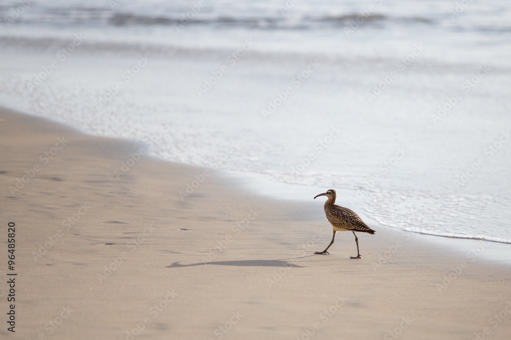 Whimbrel on the Beach Whimbrel on the Beach