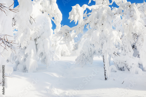 Snow covered trees in winter forest after snowfall © smallredgirl