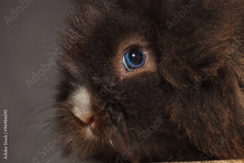 lion head rabbit bunny against grey studio background.