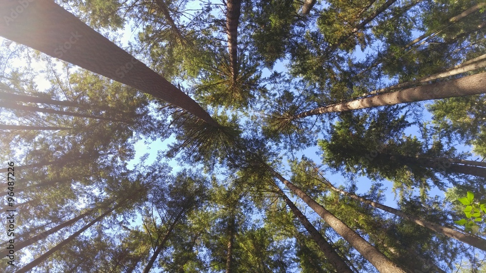 Fototapeta premium Nature View Looking Up at Forest Canopy of Evergreen Trees