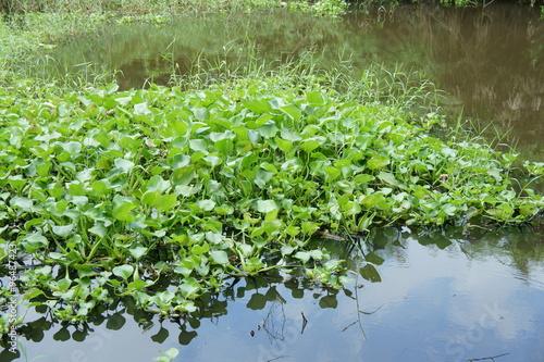 water hyacinth in the river