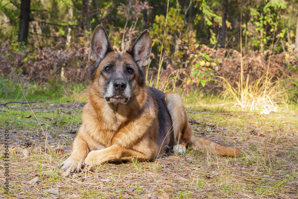 German shepherd in the forest