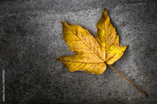 Yellow leaf isolated