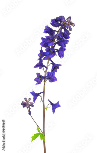 Fotomurale Delphinium flower isolated on a white background