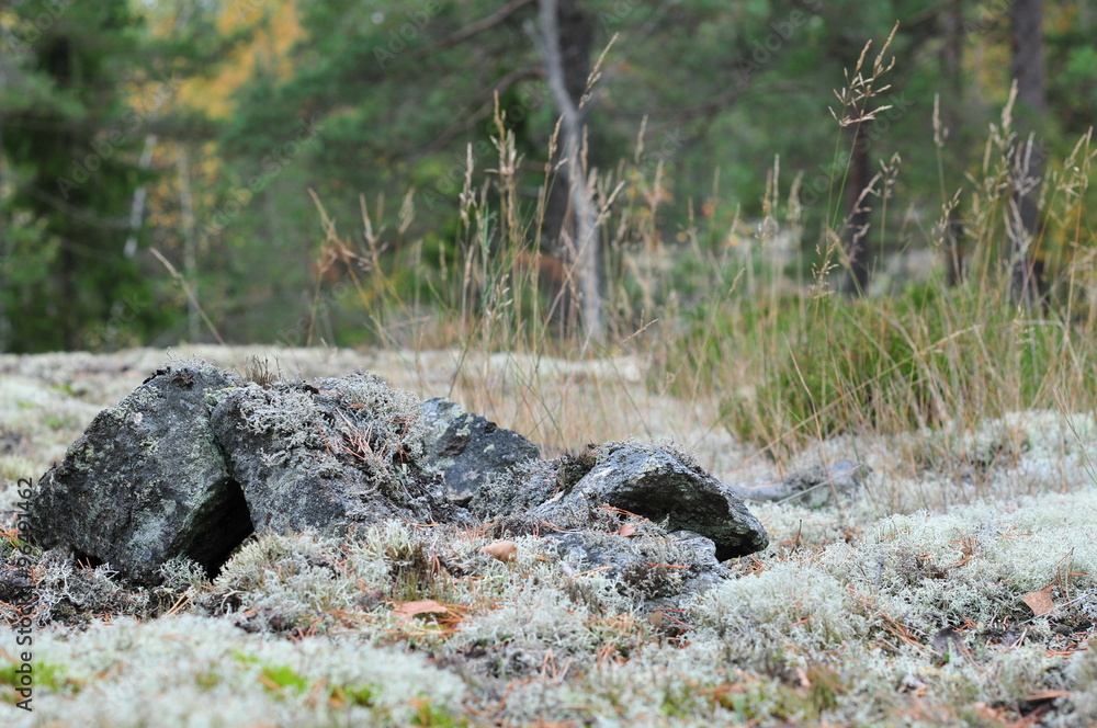 Skogsglänta Skogsglänta