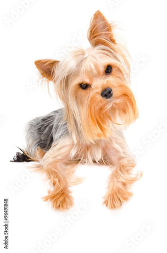 Portrait of a curious Yorkshire terrier 