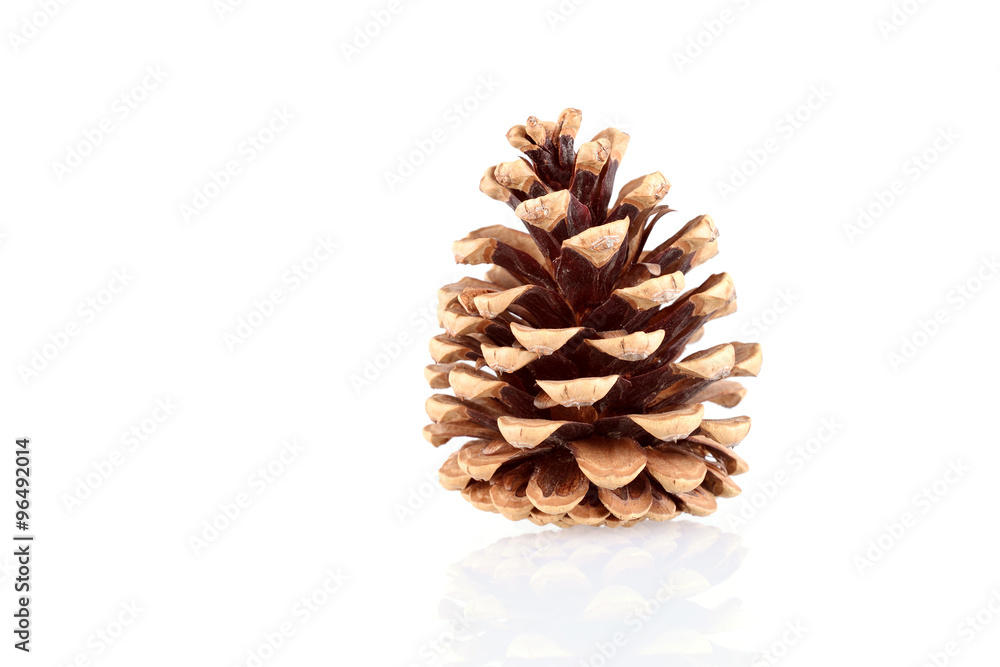 Pine cone isolated on white background Pine cone isolated on white background
