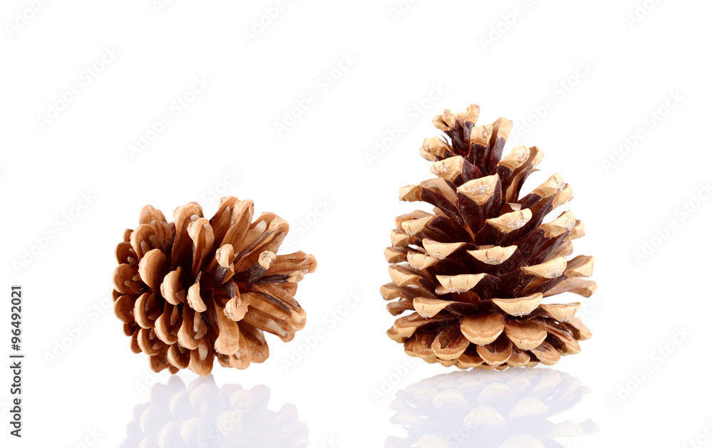 Pine cone isolated on white background Pine cone isolated on white background
