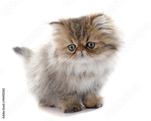 Fototapeta Naklejka Na Ścianę i Meble -  persian kitten
