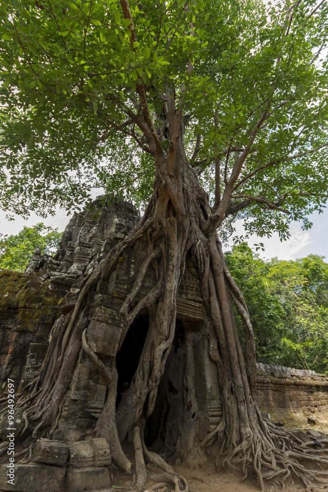 Tree over temple in Angkor Wat, Cambodia