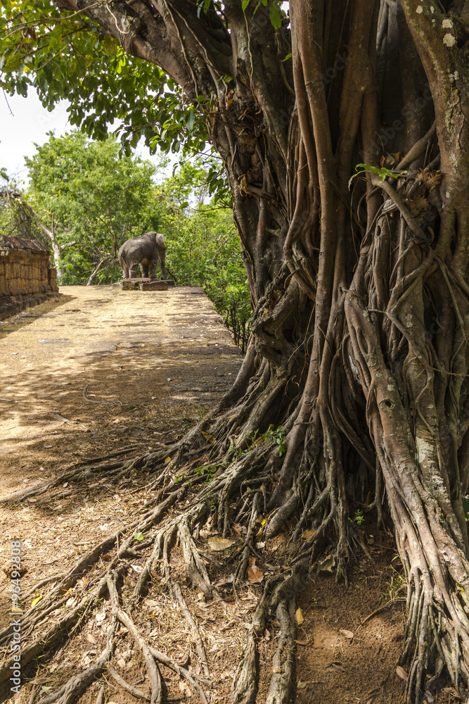 Tree over temple in Angkor Wat, Cambodia Tree over temple in Angkor Wat, Cambodia