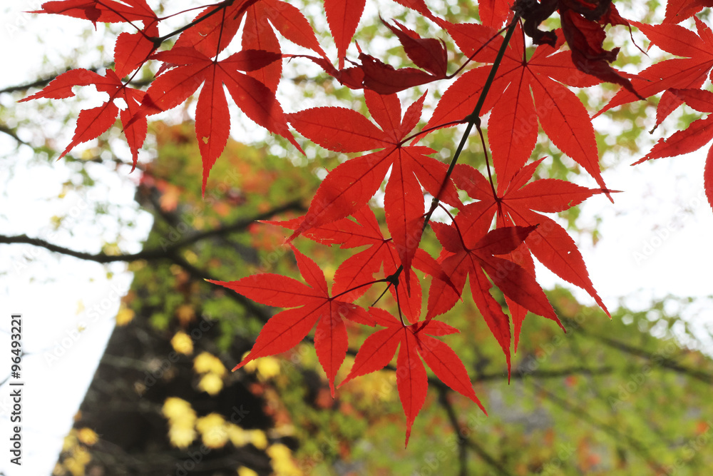 Autumnal leaves the autumn leaves