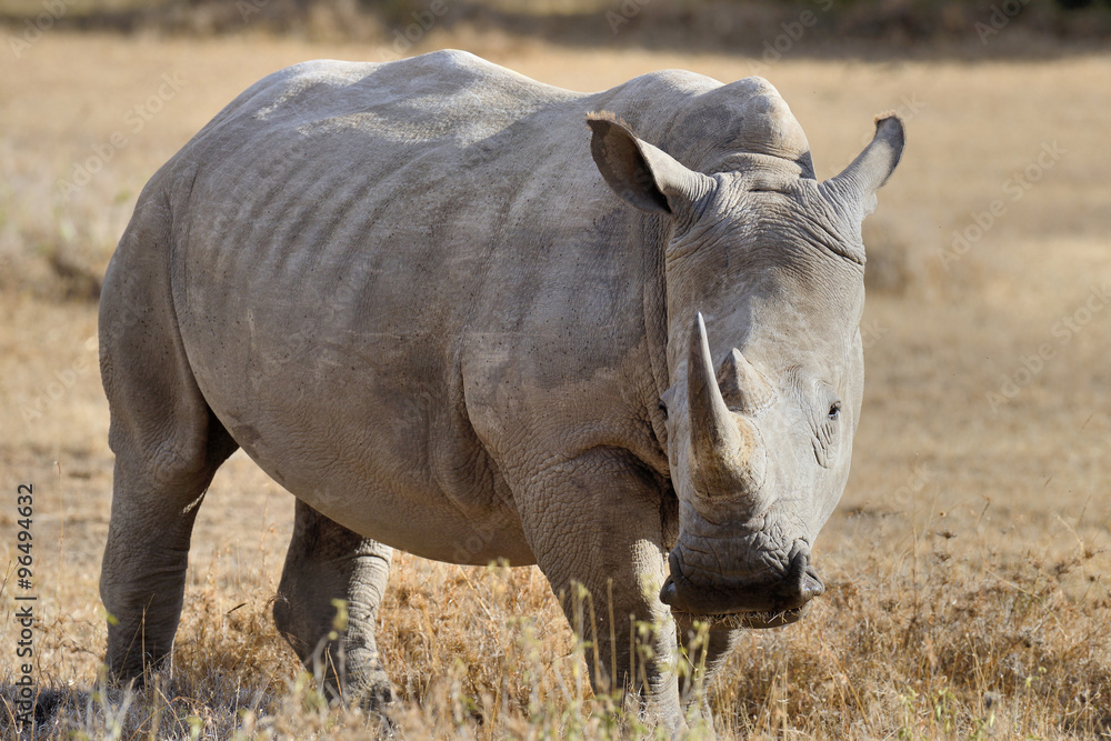 African white rhino African white rhino